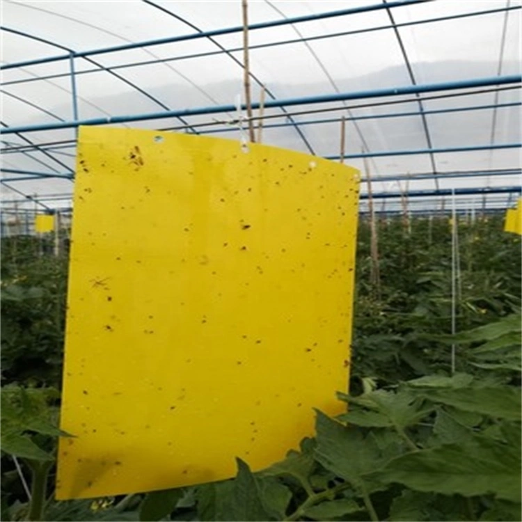 Scientific Insect Control of The Yellow Trap Rubber Board